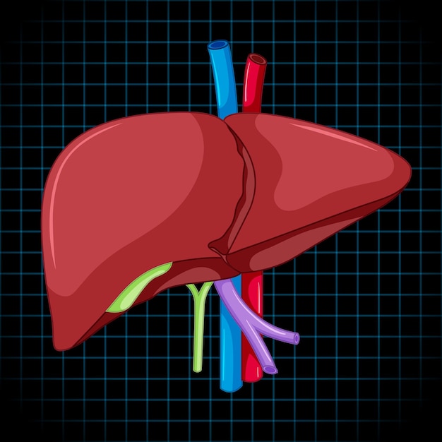 Human internal organ with liver