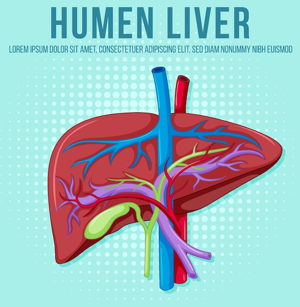 Free vector human internal organ with liver