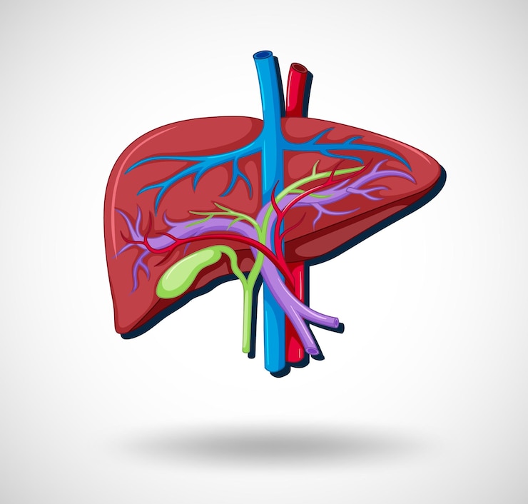 Free Vector human internal organ with liver