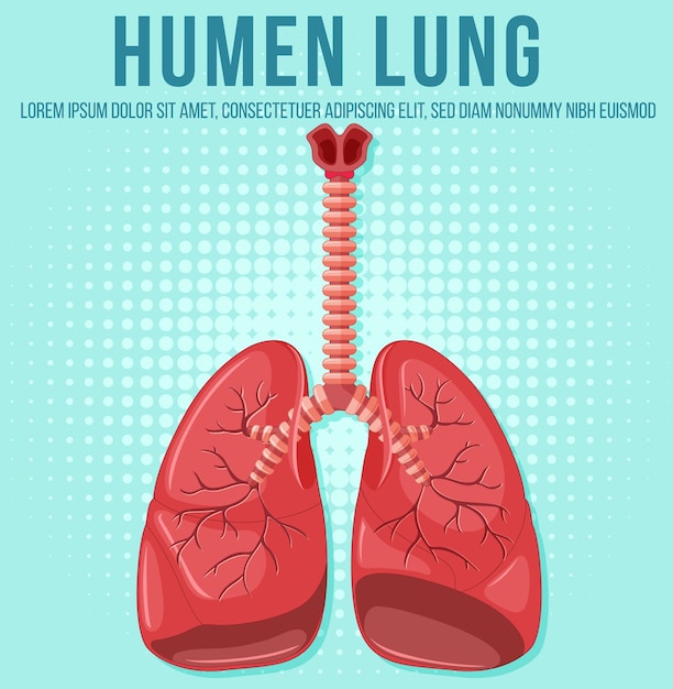 Human internal organ with lungs