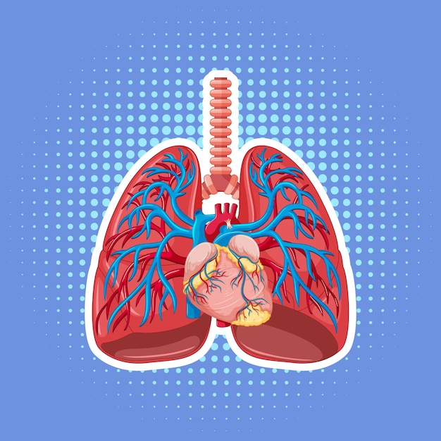 Human internal organ with lungs