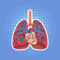 Free vector human internal organ with lungs