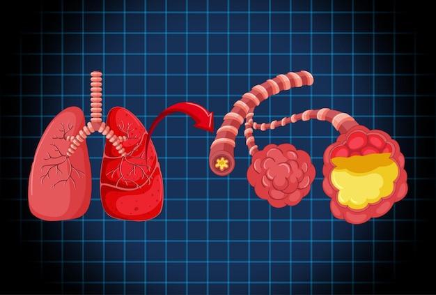 Free vector human internal organ with lungs