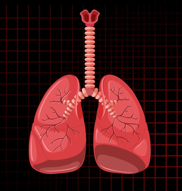 Human internal organ with lungs