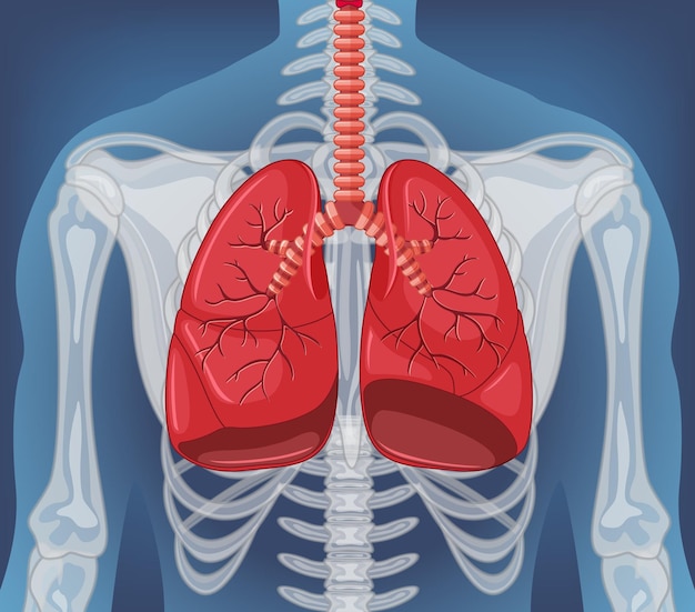 Vettore gratuito organo interno umano con polmoni