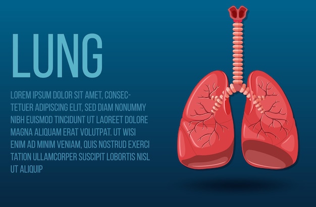 Free vector human internal organ with lungs