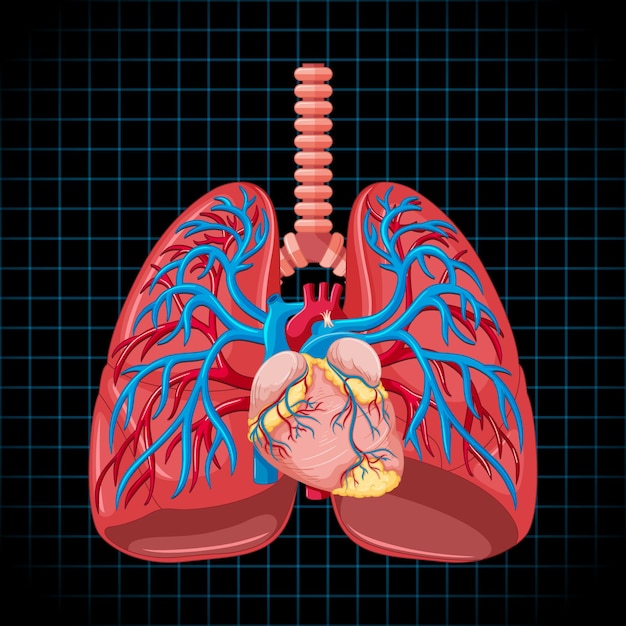 Organo interno umano con polmoni