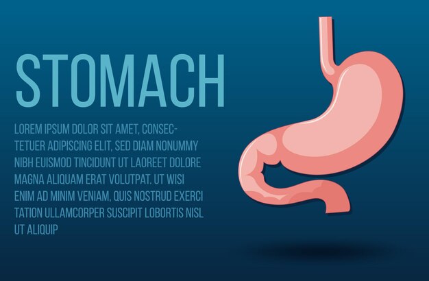 Human internal organ with stomach