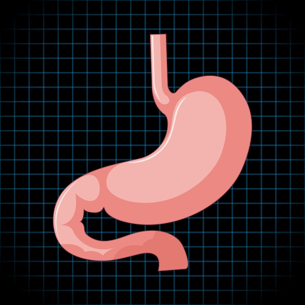 Human internal organ with stomach