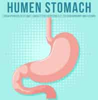 Free vector human internal organ with stomach