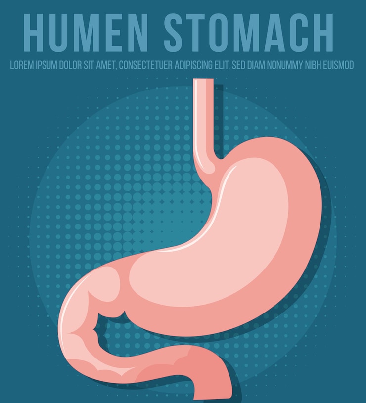 Free Vector human internal organ with stomach