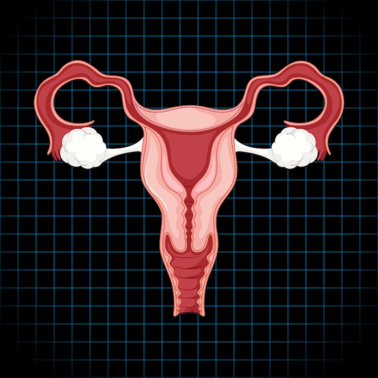 Free Vector human internal organ with uterus