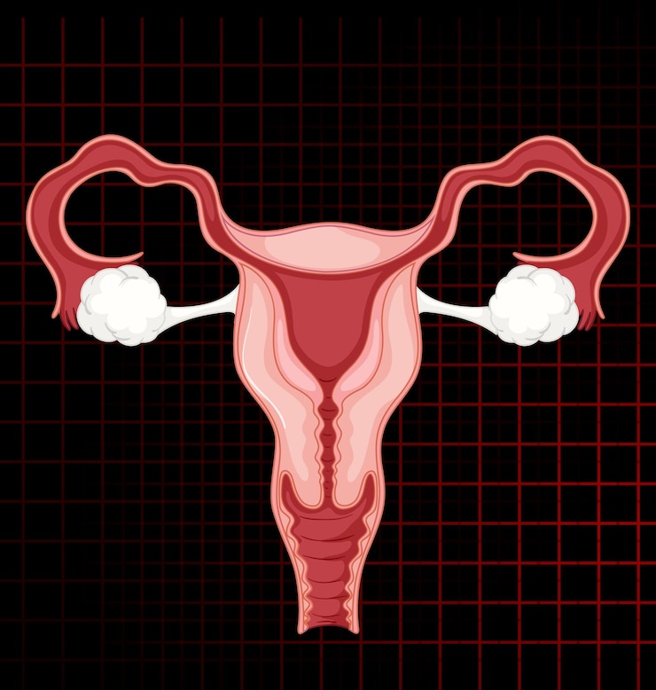 Free Vector human internal organ with uterus