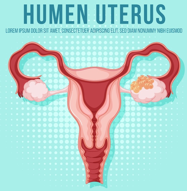 Vettore gratuito organo interno umano con utero