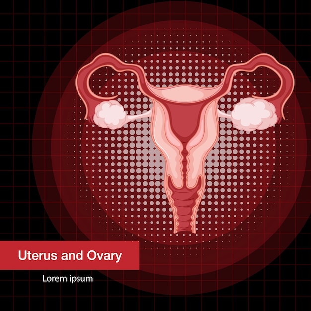 Free vector human internal organ with uterus