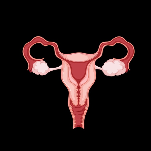 Free vector human internal organ with uterus