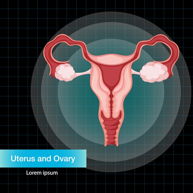 Free vector human internal organ with uterus