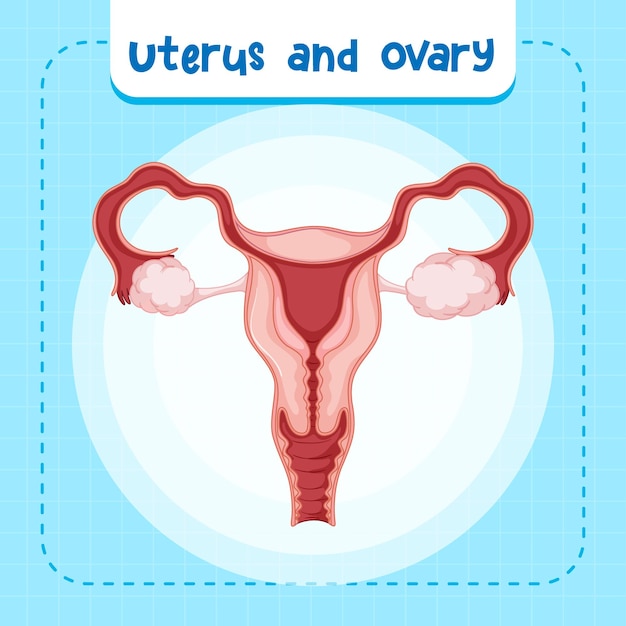 Free vector human internal organ with uterus