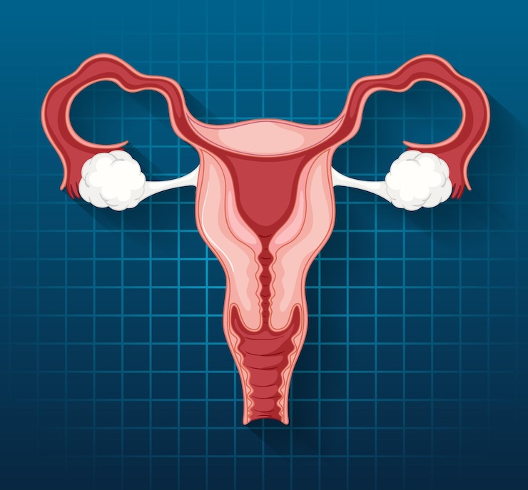 Free Vector human internal organ with uterus