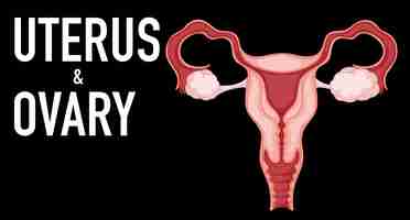 Free vector human internal organ with uterus