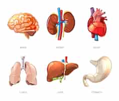 Free vector human internal organs anatomy in cartoon vector style. brain and kidney, liver and lung, stomach and heart illustration