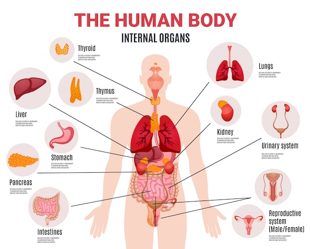 Human internal organs infographic poster