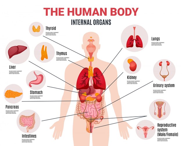 Human Internal Organs Infographic Poster 