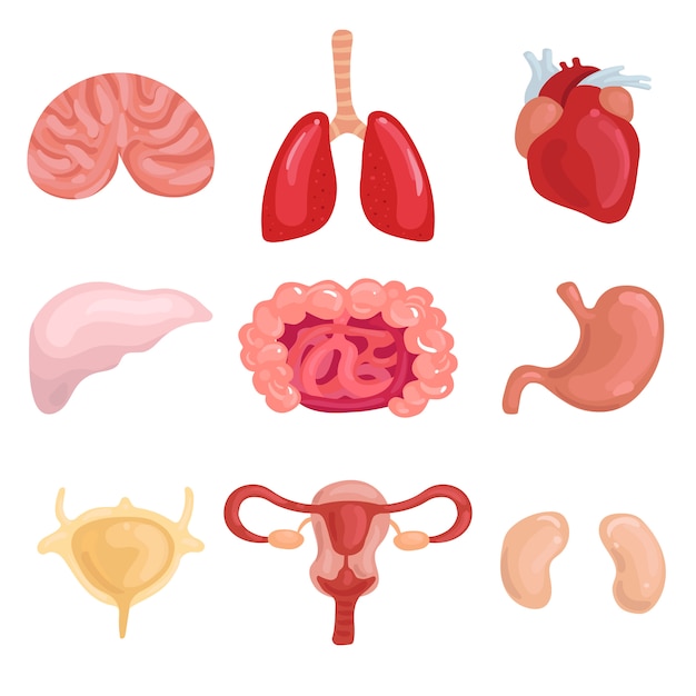 Free vector human internal organs set