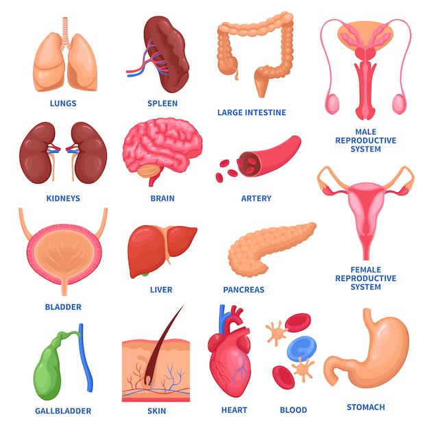 Free vector human internal organs set