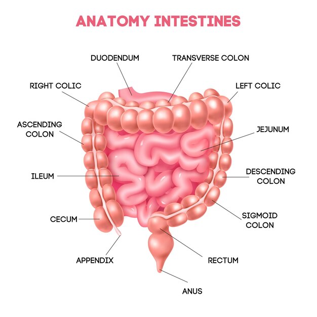 十二指腸回腸盲腸空腸虫垂直腸肛門領域を含む人間の腸の解剖図現実的なベクトル図