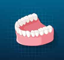 Бесплатное векторное изображение Человеческая челюсть с зубами