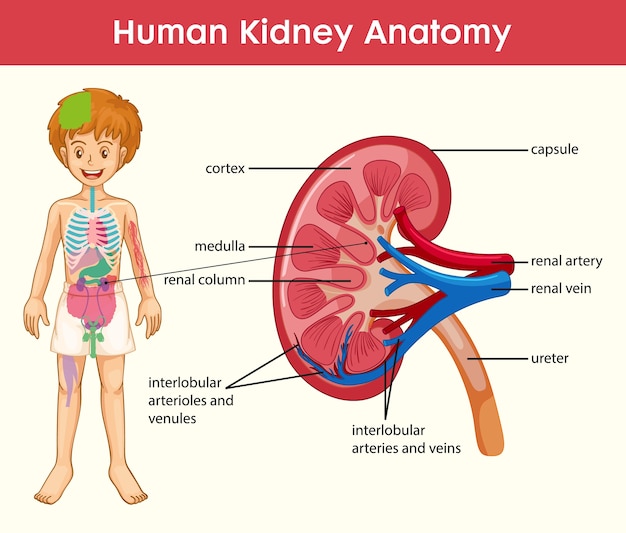 Human kidney anatomy cartoon style infographic