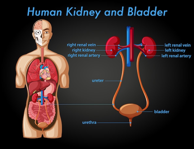 Free vector human kidney and bladder