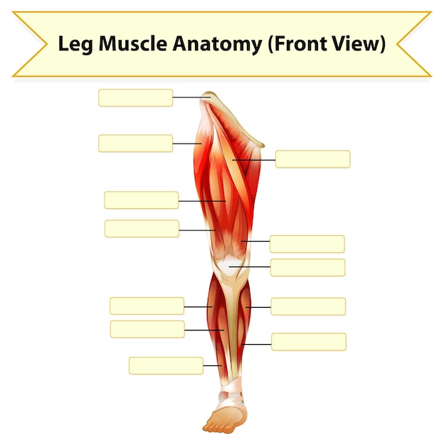 Human leg muscle anatomy worksheet