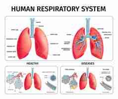 Free vector human lung anatomy infographics