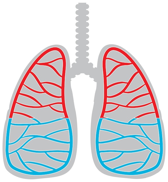 Icona dei polmoni umani su sfondo bianco