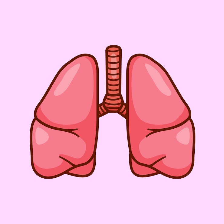 Free Vector human lungs organ cartoon vector icon illustration education object icon isolated flat vector