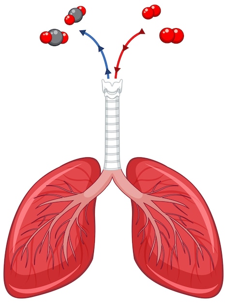 Human lungs on white background