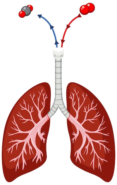 Vettore gratuito polmoni umani su sfondo bianco