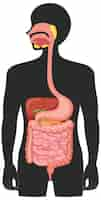 Free vector human medical digestive system