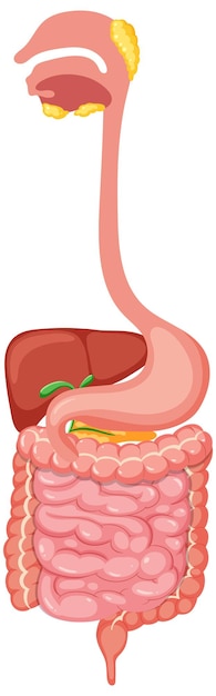 Free vector human medical digestive system