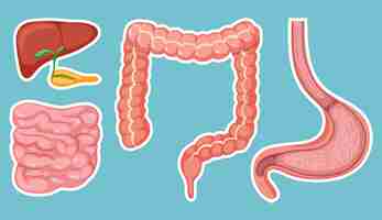 Free vector human medical digestive system