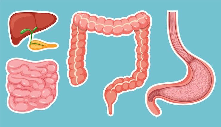 Free Vector human medical digestive system