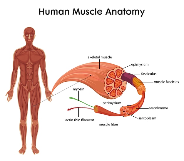 Anatomia del muscolo umano per l'educazione sanitaria infografica
