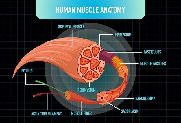 Vettore gratuito struttura dell'anatomia del muscolo umano