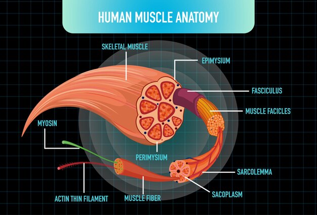 人間の筋肉の解剖学的構造