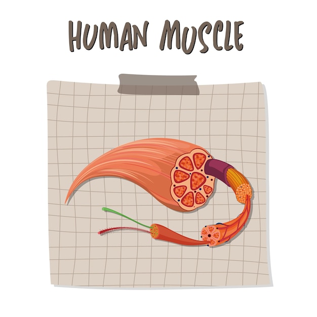 Human muscle anatomy structure