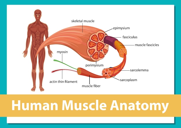 Vettore gratuito anatomia muscolare umana con anatomia del corpo