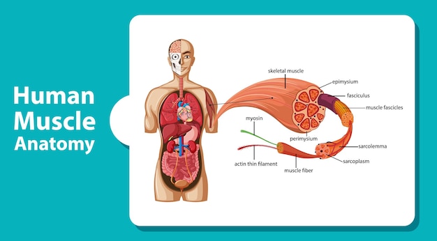 Free vector human muscle anatomy with body anatomy