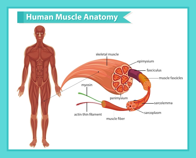 Anatomia muscolare umana con anatomia del corpo